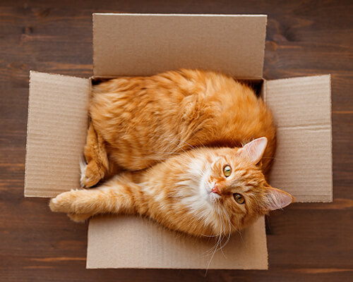 A cat with yellow fur inside a box.